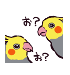 オカメインコです。（個別スタンプ：40）