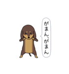 極・激しく尻尾をふるダックス（個別スタンプ：1）