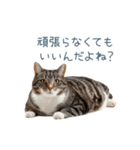 実写のネガティブ猫【面白い・かわいい】（個別スタンプ：1）