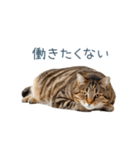 実写のネガティブ猫【面白い・かわいい】（個別スタンプ：2）