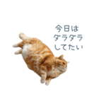 実写のネガティブ猫【面白い・かわいい】（個別スタンプ：5）