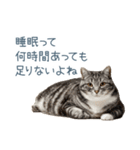 実写のネガティブ猫【面白い・かわいい】（個別スタンプ：6）