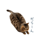 実写のネガティブ猫【面白い・かわいい】（個別スタンプ：7）