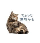 実写のネガティブ猫【面白い・かわいい】（個別スタンプ：9）