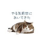 実写のネガティブ猫【面白い・かわいい】（個別スタンプ：10）