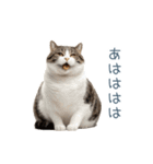 実写のネガティブ猫【面白い・かわいい】（個別スタンプ：11）