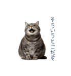 実写のネガティブ猫【面白い・かわいい】（個別スタンプ：15）