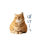 実写のネガティブ猫【面白い・かわいい】（個別スタンプ：16）
