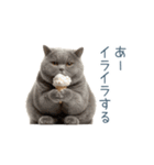実写のネガティブ猫【面白い・かわいい】（個別スタンプ：17）