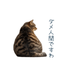 実写のネガティブ猫【面白い・かわいい】（個別スタンプ：18）