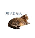 実写のネガティブ猫【面白い・かわいい】（個別スタンプ：21）