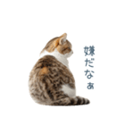 実写のネガティブ猫【面白い・かわいい】（個別スタンプ：22）