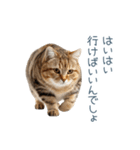 実写のネガティブ猫【面白い・かわいい】（個別スタンプ：23）
