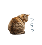 実写のネガティブ猫【面白い・かわいい】（個別スタンプ：25）