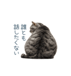実写のネガティブ猫【面白い・かわいい】（個別スタンプ：26）
