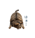 実写のネガティブ猫【面白い・かわいい】（個別スタンプ：27）