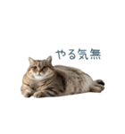 実写のネガティブ猫【面白い・かわいい】（個別スタンプ：28）