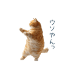 実写のネガティブ猫【面白い・かわいい】（個別スタンプ：30）