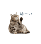 実写のネガティブ猫【面白い・かわいい】（個別スタンプ：31）