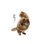 実写のネガティブ猫【面白い・かわいい】（個別スタンプ：32）
