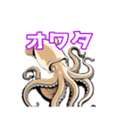 うごくアオリイカスタンプ（個別スタンプ：5）