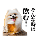 酒☆ポメラニアン（個別スタンプ：6）