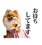 酒☆ポメラニアン（個別スタンプ：10）
