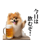 酒☆ポメラニアン（個別スタンプ：20）