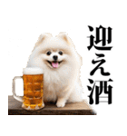 酒☆ポメラニアン（個別スタンプ：37）