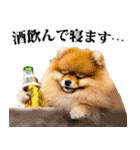 酒☆ポメラニアン（個別スタンプ：40）