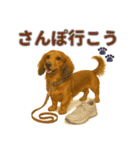 リアルわんこスタンプ全身8犬種（個別スタンプ：4）