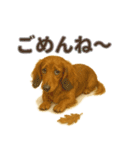 リアルわんこスタンプ全身8犬種（個別スタンプ：5）