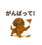 リアルわんこスタンプ全身8犬種（個別スタンプ：6）