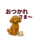 リアルわんこスタンプ全身8犬種（個別スタンプ：8）
