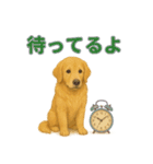 リアルわんこスタンプ全身8犬種（個別スタンプ：12）