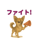 リアルわんこスタンプ全身8犬種（個別スタンプ：16）