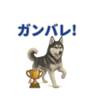 リアルわんこスタンプ全身8犬種（個別スタンプ：22）