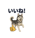 リアルわんこスタンプ全身8犬種（個別スタンプ：24）