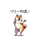 バイリンガル的 少しふざけた 太っちょ柴犬（個別スタンプ：33）