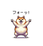 バイリンガル的 少しふざけた 太っちょ柴犬（個別スタンプ：34）