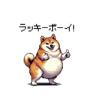 バイリンガル的 少しふざけた 太っちょ柴犬（個別スタンプ：37）