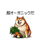 バイリンガル的 少しふざけた 太っちょ柴犬（個別スタンプ：39）