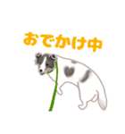 わんこの主張（個別スタンプ：1）