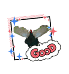 雉ver1（個別スタンプ：16）
