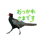 雉ver1（個別スタンプ：17）