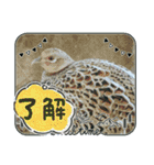 雉ver1（個別スタンプ：21）