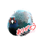雉ver1（個別スタンプ：23）