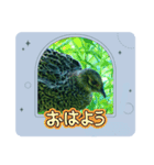 雉ver1（個別スタンプ：32）