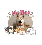 柴犬ハルver6（個別スタンプ：1）