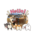 柴犬ハルver6（個別スタンプ：2）